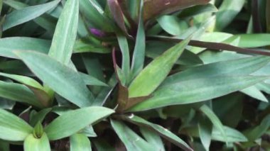 Doğal bir geçmişi olan Tradescantia spathacea.