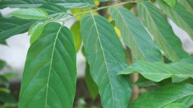 Cananga odorata doğal bir arka plana sahiptir. Endonezyalılar buna Kenanga diyor.