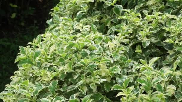 Styrax Japonica Variegata Blätter Mit Natürlichem Hintergrund — Stockvideo