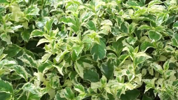 Styrax Japonica Variegata Blätter Mit Natürlichem Hintergrund — Stockvideo