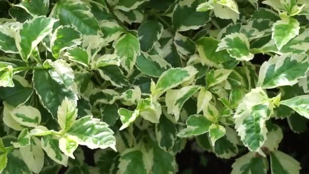 Styrax Japonica Variegata Blätter Mit Natürlichem Hintergrund — Stockvideo