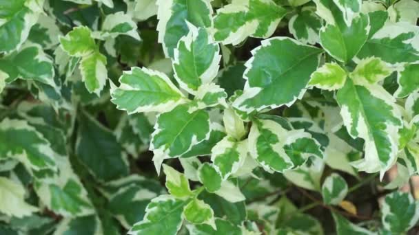 Styrax Japonica Variegata Leaves Natural Background — Stock Video