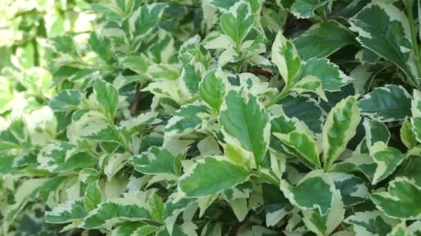 Styrax Japonica Variegata Blätter Mit Natürlichem Hintergrund — Stockvideo