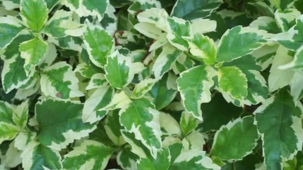 Styrax Japonica Variegata Leaves Natural Background — Stock Video