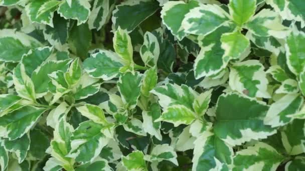 Styrax Japonica Variegata Blätter Mit Natürlichem Hintergrund — Stockvideo