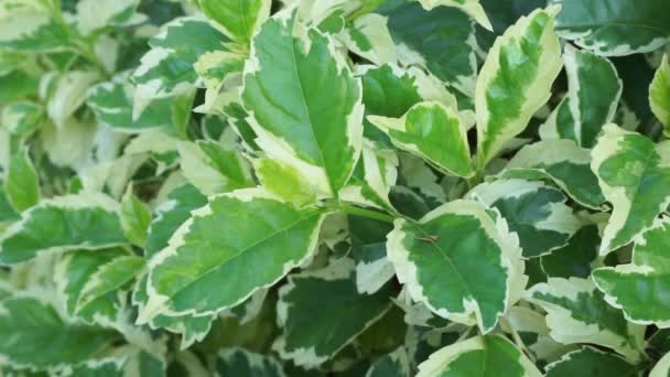 Styrax Japonica Variegata Bladeren Met Een Natuurlijke Achtergrond — Stockvideo