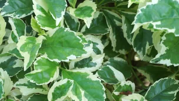 Styrax Japonica Variegata Blätter Mit Natürlichem Hintergrund — Stockvideo