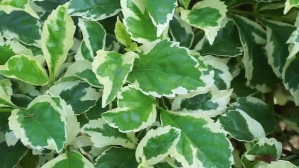 Styrax Japonica Variegata Leaves Natural Background — Stock Video