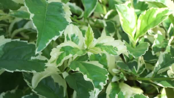 Styrax Japonica Variegata Leaves Natural Background — Stock Video