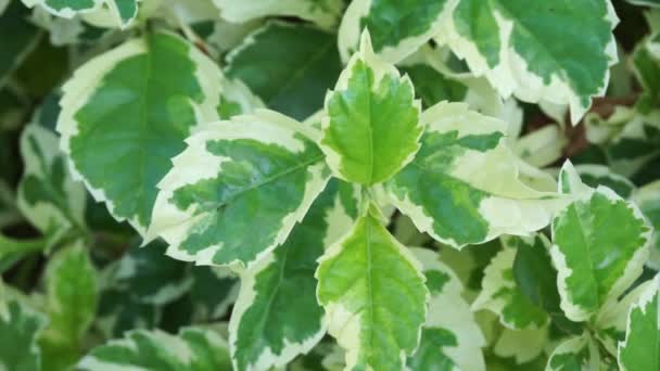 Styrax Japonica Variegata Leaves Natural Background — Stock Video