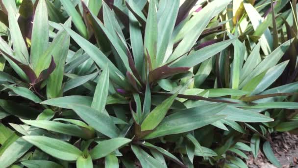 Tradescantia Spathacea Mit Natürlichem Hintergrund — Stockvideo