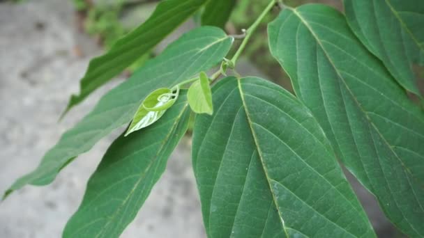 Hojas Cananga Odorata Con Fondo Natural Indonesio Llaman Kenanga — Vídeos de Stock