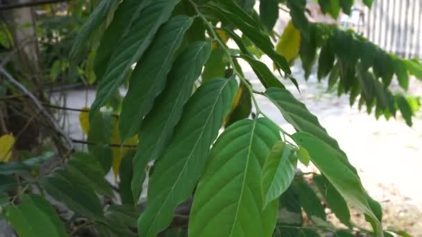 Cananga Odorata Folhas Com Fundo Natural Indonésio Chama Lhe Kenanga — Vídeo de Stock