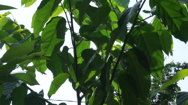 自然を背景にしたカナンガの匂い田 インドネシア語で ケナンガ — ストック動画