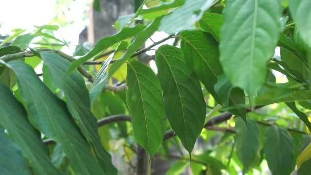 Cananga Odorata Folhas Com Fundo Natural Indonésio Chama Lhe Kenanga — Vídeo de Stock