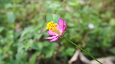 Güzel Cosmos karnabahar çiçeği ve doğal bir arka plan. Endonezyalılar buna Kenikir der ve salata için kullanır.