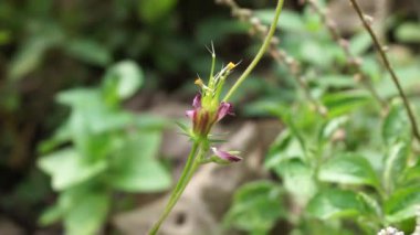 Güzel Cosmos karnabahar çiçeği ve doğal bir arka plan. Endonezyalılar buna Kenikir der ve salata için kullanır.