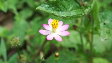 Güzel Cosmos karnabahar çiçeği ve doğal bir arka plan. Endonezyalılar buna Kenikir der ve salata için kullanır.