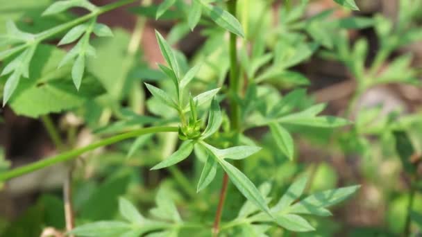 Bellissimo Fiore Cosmos Caudatus Con Uno Sfondo Naturale Indonesiano Chiamarlo — Video Stock