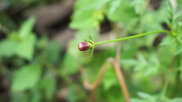 自然の背景を持つ美しいコスモスの背景色の花 インドネシア人はそれをKenikirと呼んでサラダに使用します — ストック動画