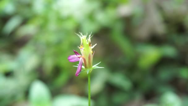 Piękny Kwiat Kaudatus Cosmos Naturalnym Tłem Indonezyjski Nazywają Kenikir Użyć — Wideo stockowe
