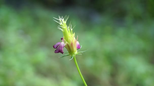 Piękny Kwiat Kaudatus Cosmos Naturalnym Tłem Indonezyjski Nazywają Kenikir Użyć — Wideo stockowe