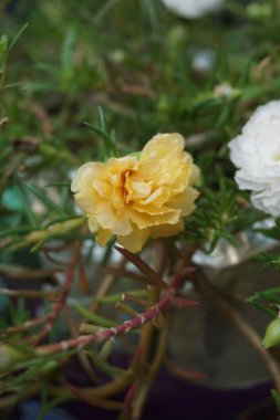 Doğal bir geçmişi olan Portekiz çiçeği. Endonezyalılar buna krokot der.