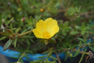 Doğal bir geçmişi olan Portekiz çiçeği. Endonezyalılar buna krokot der.