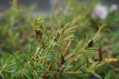Doğal bir geçmişi olan Portekiz çiçeği. Endonezyalılar buna krokot der.
