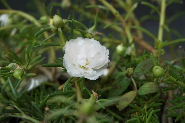 Portulaca Kwiat Naturalnym Tle Indonezyjski Nazwij Krokot — Zdjęcie stockowe