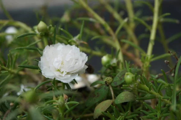 自然を背景にしたポルトラカの花 インドネシア語ではKroot — ストック写真