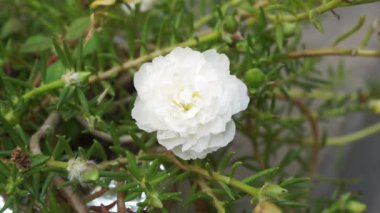 Doğal bir geçmişi olan Portekiz çiçeği. Endonezyalılar buna krokot der.