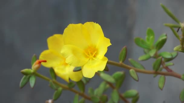 自然を背景にしたポルトラカの花 インドネシア語ではKroot — ストック動画