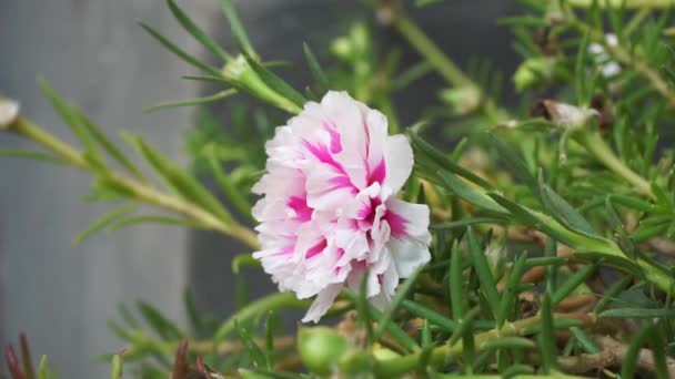 Portulaca Virág Természetes Háttérrel Indonéz Krokot Nak Hívják — Stock videók