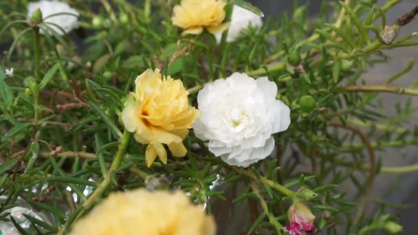 Portulaca Blomma Med Naturlig Bakgrund Indonesiska Kallar Det Krokot — Stockvideo