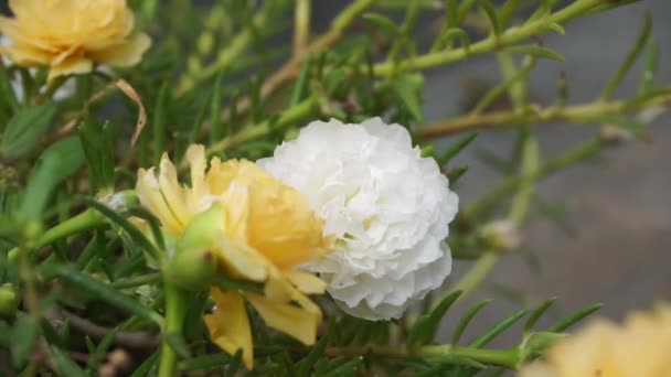 Portulaca Flor Com Fundo Natural Indonésio Chama Lhe Krokot — Vídeo de Stock