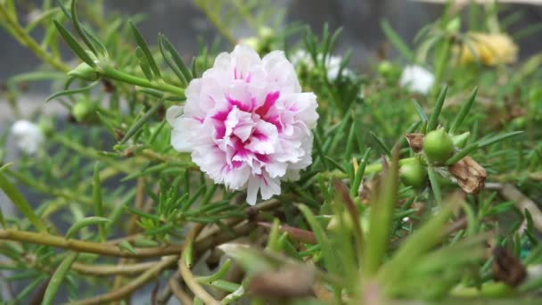 Portulaca Flor Com Fundo Natural Indonésio Chama Lhe Krokot — Vídeo de Stock