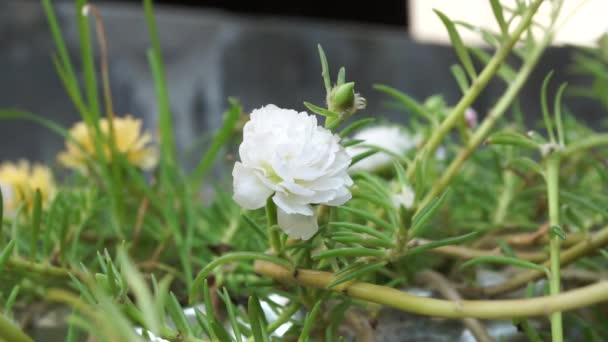 Flor Portulaca Con Fondo Natural Indonesio Llaman Krokot — Vídeo de stock