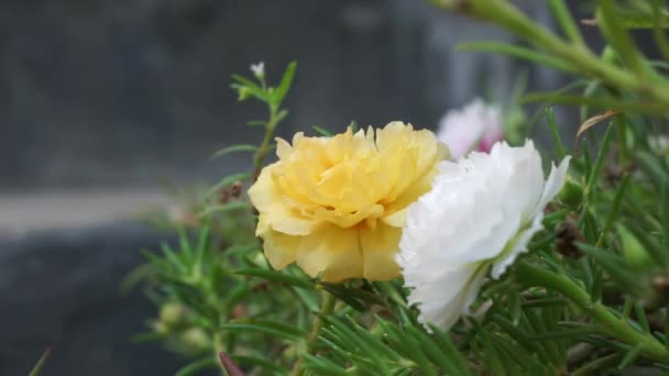 Flor Portulaca Con Fondo Natural Indonesio Llaman Krokot — Vídeo de stock