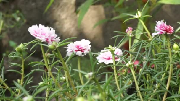 Flor Portulaca Con Fondo Natural Indonesio Llaman Krokot — Vídeo de stock