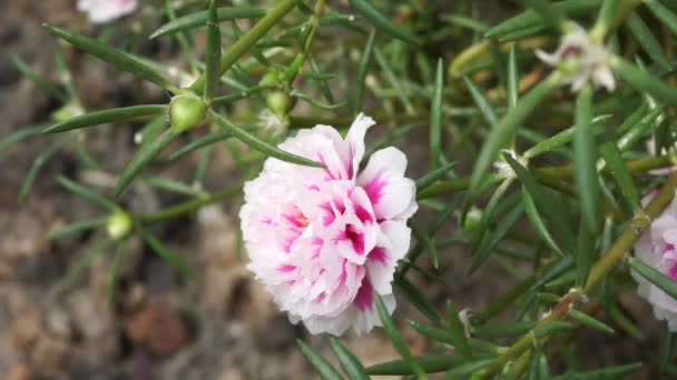 Portulaca Blume Mit Einem Natürlichen Hintergrund Indonesier Nennen Krokot — Stockvideo