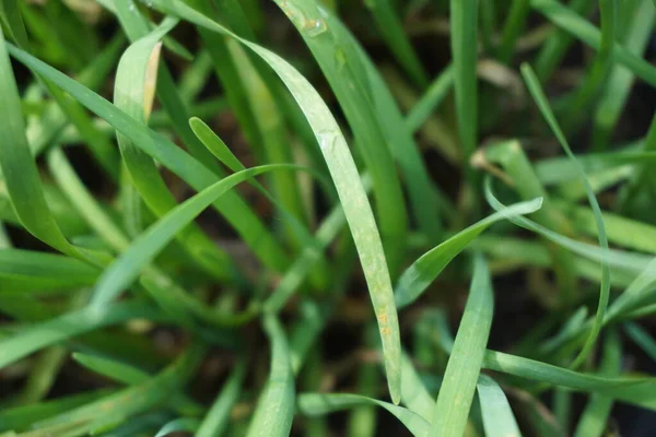 Allium Tuberosum Σχοινόπρασο Σκόρδο Oriental Σκόρδο Ασιατικά Σχοινόπρασο Κινέζικα Σχοινόπρασο — Φωτογραφία Αρχείου