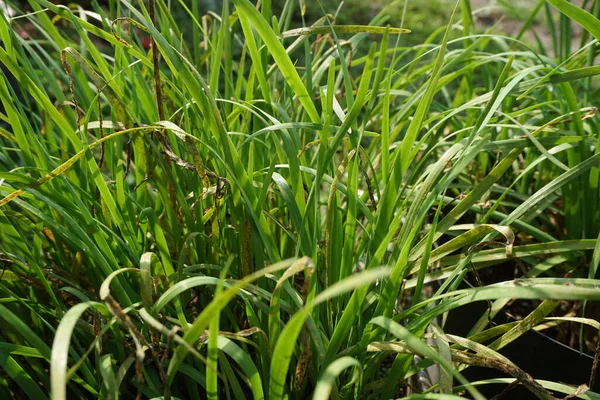 Allium Tuberosum Garlic Chives Oriental Garlic Asian Chives Chinese Chives — Stock Photo, Image