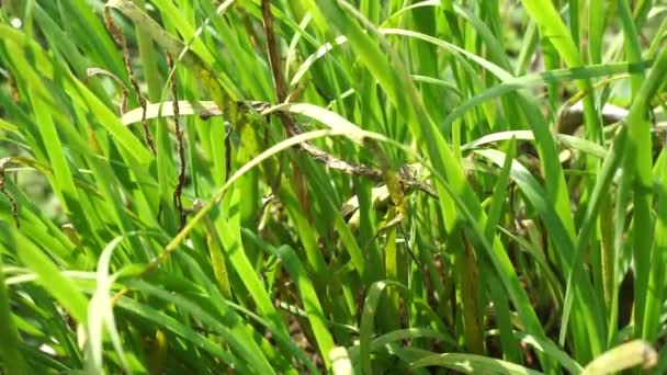 Doğal Arkaplanı Olan Allium Tuberosum Sarımsak Soğanı Doğulu Sarımsak Asya — Stok video