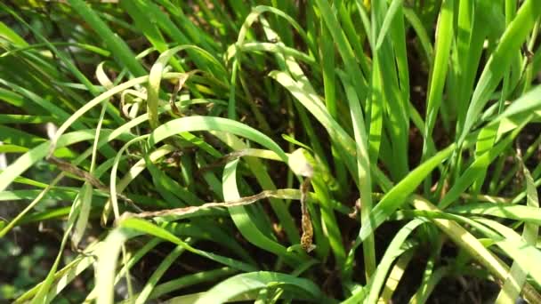 Allium Tuberosum Cebollino Ajo Ajo Oriental Cebollino Asiático Cebollino Chino — Vídeos de Stock