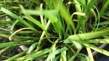 Doğal arkaplanı olan Allium tuberosum (sarımsak soğanı, doğulu sarımsak, Asya soğanı, Çin soğanı, pırasa, kecai, kucai). Allium tuberosum uzun ömürlü bir rizomatöz bitkidir..