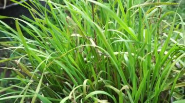 Doğal arkaplanı olan Allium tuberosum (sarımsak soğanı, doğulu sarımsak, Asya soğanı, Çin soğanı, pırasa, kecai, kucai). Allium tuberosum uzun ömürlü bir rizomatöz bitkidir..