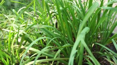 Doğal arkaplanı olan Allium tuberosum (sarımsak soğanı, doğulu sarımsak, Asya soğanı, Çin soğanı, pırasa, kecai, kucai). Allium tuberosum uzun ömürlü bir rizomatöz bitkidir..