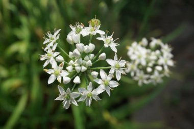 Doğal arkaplanı olan Allium tuberosum (sarımsak soğanı, doğulu sarımsak, Asya soğanı, Çin soğanı, pırasa, kecai, kucai). Allium tuberosum uzun ömürlü bir rizomatöz bitkidir..