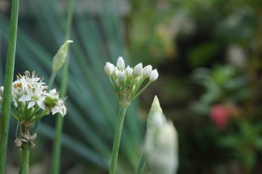 Doğal arkaplanı olan Allium tuberosum (sarımsak soğanı, doğulu sarımsak, Asya soğanı, Çin soğanı, pırasa, kecai, kucai). Allium tuberosum uzun ömürlü bir rizomatöz bitkidir..